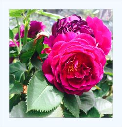 Close-up of pink flowers