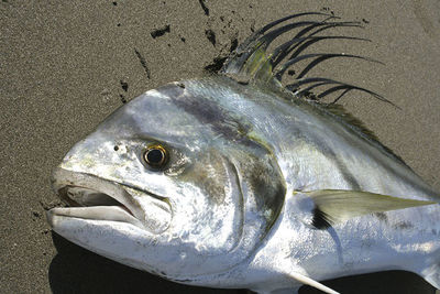 Close-up of fish on beach