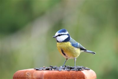 Close-up of eurasian blue tit on wooden post