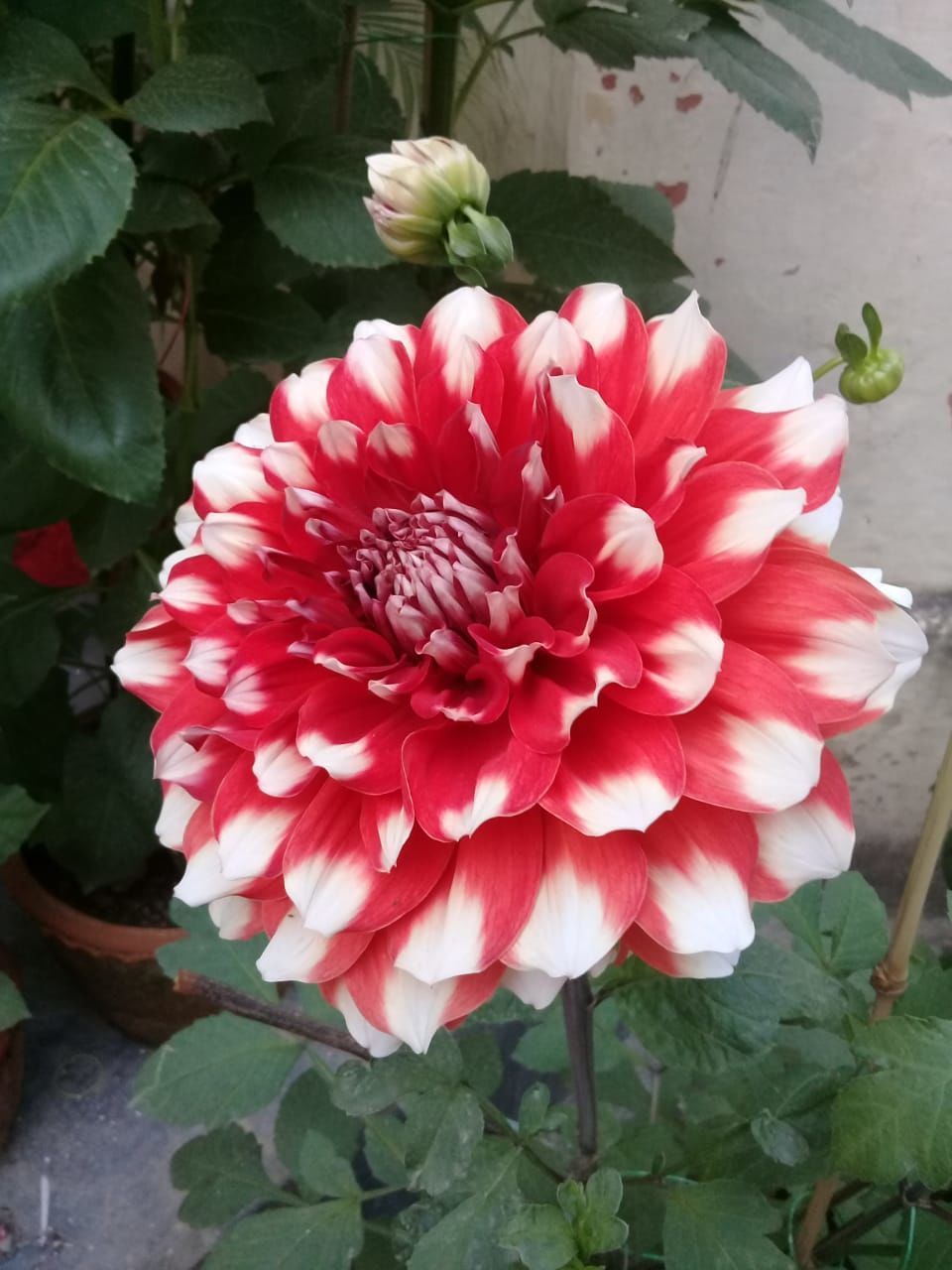 CLOSE-UP OF RED DAHLIA