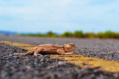 Close-up of reptile on road