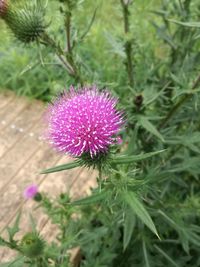 Close-up of pink flowers