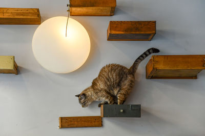 High angle view of cat sleeping on table