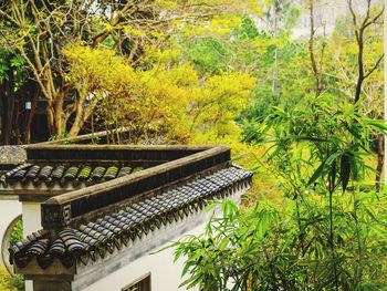 Plants growing on tree