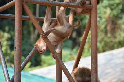 Close-up of monkey in monkey cave, chiang rai, thailand