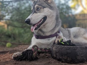 Close-up of dog looking away