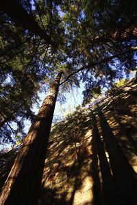 Low angle view of trees against sky