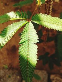 Close-up of fern leaves