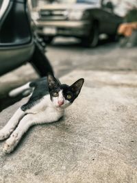 Portrait of cat on car