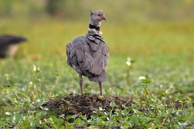 Close-up of bird on field