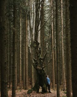 View of man standing by tree trunk in forest