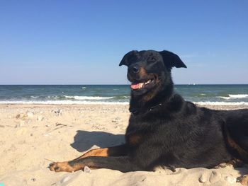 Dog standing on beach