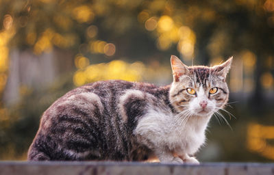 Portrait of cat sitting outdoors