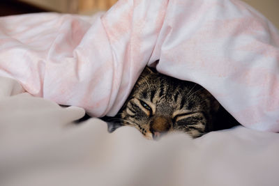 Tabby cat sleeping in a bed. wellington, new zealand.