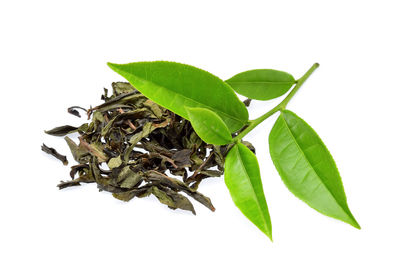 Close-up of fresh green leaves against white background