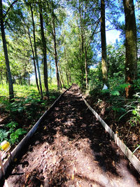 Dirt road amidst trees in forest