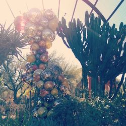 Low angle view of plants