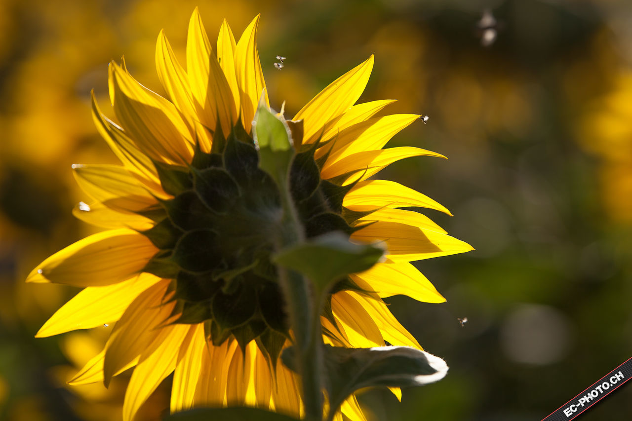 petal, flower, freshness, fragility, yellow, flower head, beauty in nature, growth, close-up, in bloom, blossom, plant, season, nature, single flower, sunflower, focus on foreground, springtime, vibrant color, sepal, blooming, botany, day, softness, outdoors, yellow color