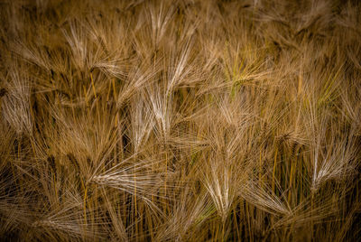 Full frame shot of wheat field