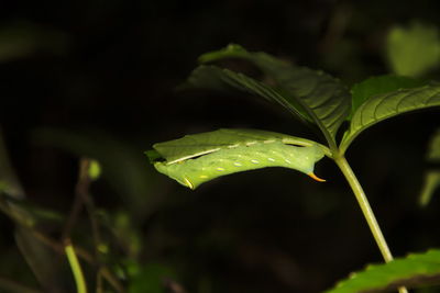 Close-up of wet plant leaves