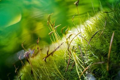 Close-up of plant growing on field moss