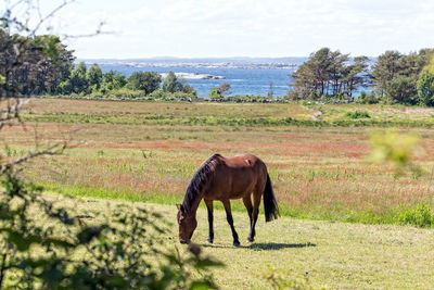 Horse grazing on field