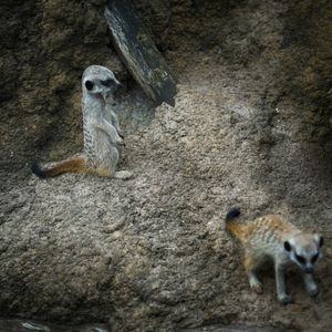 Lion sitting on rock