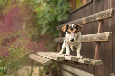 Portrait of a dog