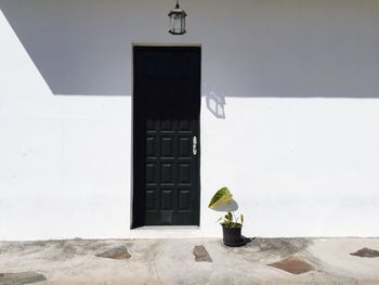 Potted plant by black door on white wall