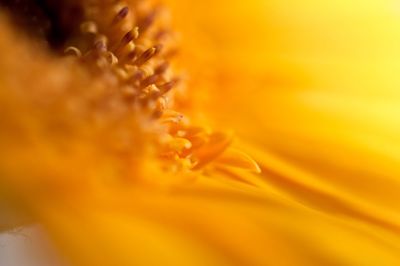 Close-up of yellow flower