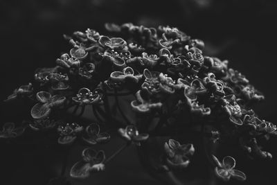 Close-up of flowers