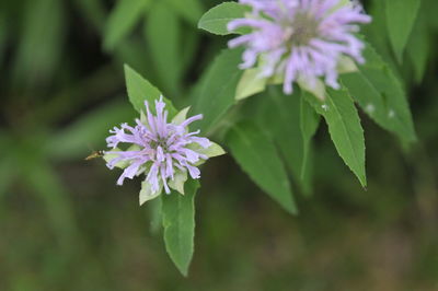 Close-up of purple flowering plant