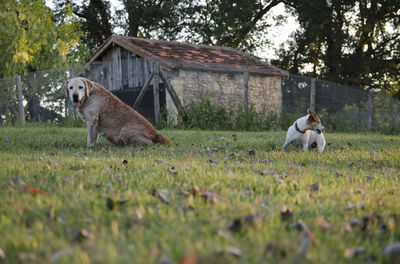 View of a dog on field