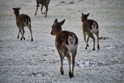 View of deer standing on field