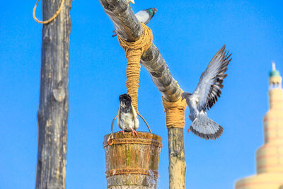 Low angle view of birds on wooden post against sky