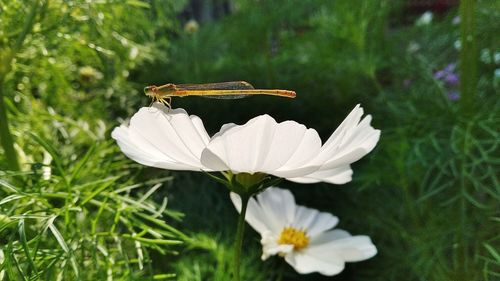 Close-up of insect pollinating on flower