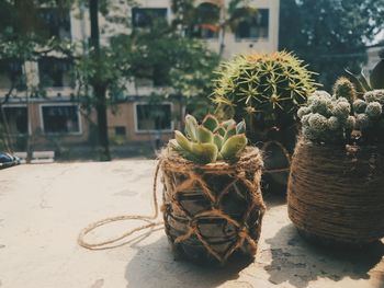 Close-up of potted succulent plants on retaining wall