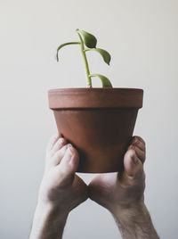 Midsection of man holding potted plant against white background