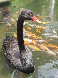 Swan swimming in lake