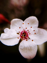 Close-up of white flowers