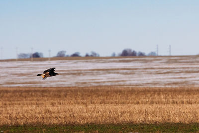 Bird flying over a field