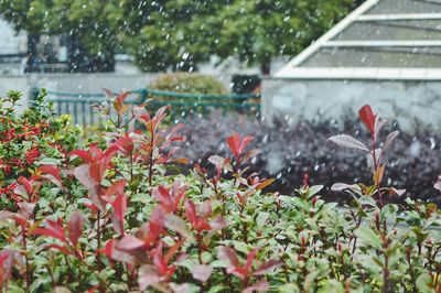 Close-up of flowers blooming outdoors