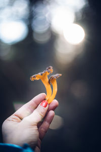 Close-up of hand holding mushrooms