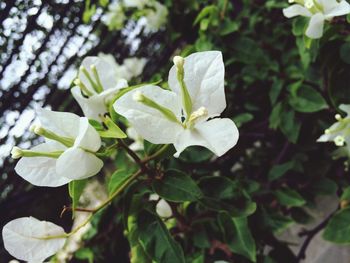 Close-up of white flowers