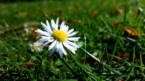 Close-up of daisy flowers blooming in field