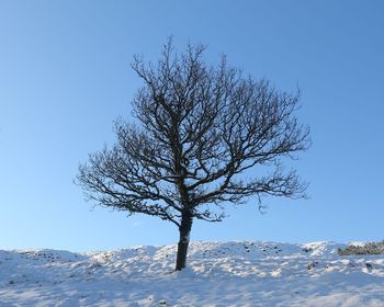 Bare tree on snow covered landscape against clear blue sky