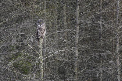 Bird perching on bare tree in forest