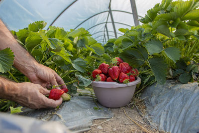 Farmer collecting ripe strawberries from green bushes. concept of picking strawberries 