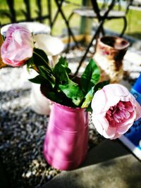 Close-up of pink flowers