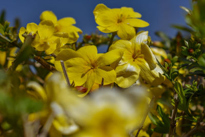 Close-up of yellow flowering plant